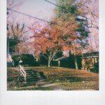 Color Polaroid of a tree with red leaves in front of a house